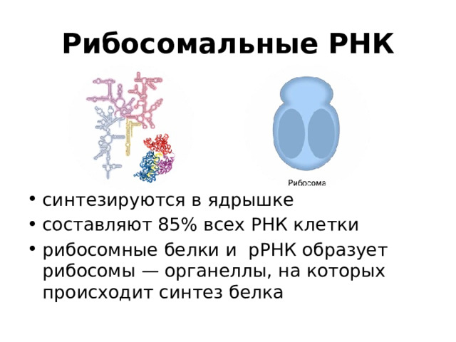 Рибосомальные РНК синтезируются в ядрышке составляют 85% всех РНК клетки рибосомные белки и рРНК образует рибосомы — органеллы, на которых происходит синтез белка 