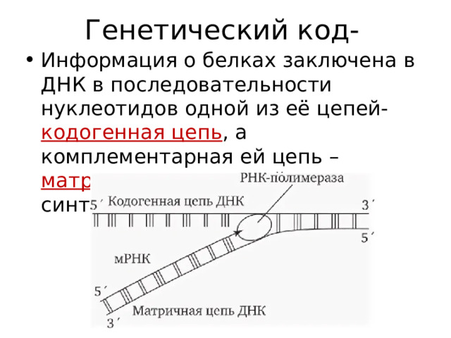 Генетический код- Информация о белках заключена в ДНК в последовательности нуклеотидов одной из её цепей- кодогенная цепь , а комплементарная ей цепь – матричная , на которой синтезируется РНК. 