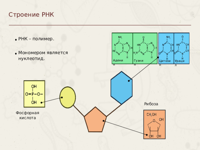 Строение РНК РНК – полимер. Мономером является нуклеотид. Аденин Гуанин Цитозин Урацил Рибоза Пункты можно выделять цифрами Фосфорная  кислота  