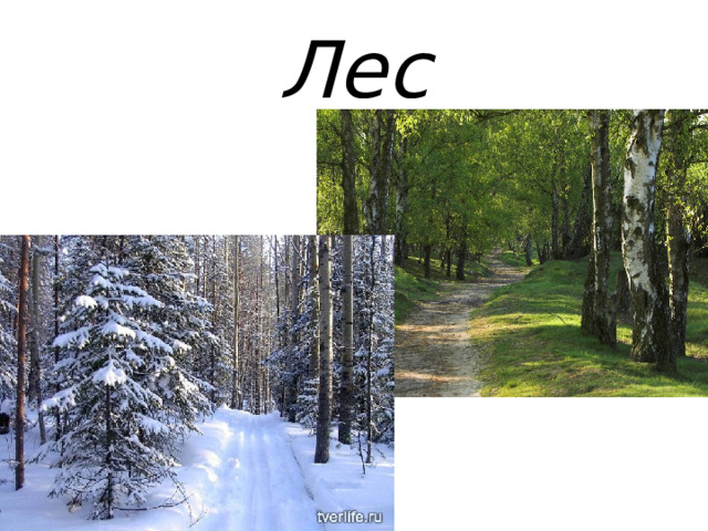 Лес 