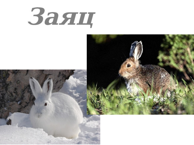 Заяц 