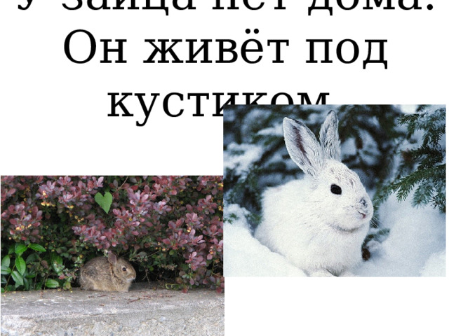  У зайца нет дома. Он живёт под кустиком.   