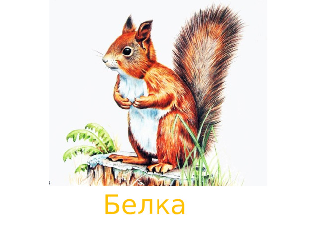 Белка 