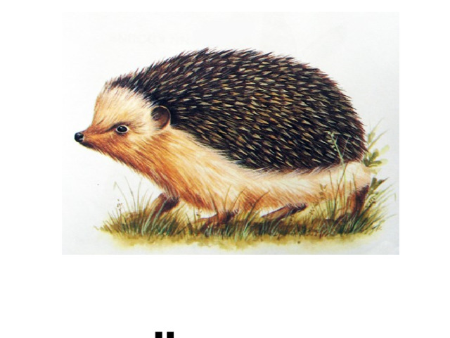  Ёж 