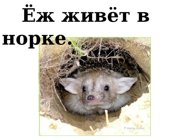  Ёж живёт в норке. 