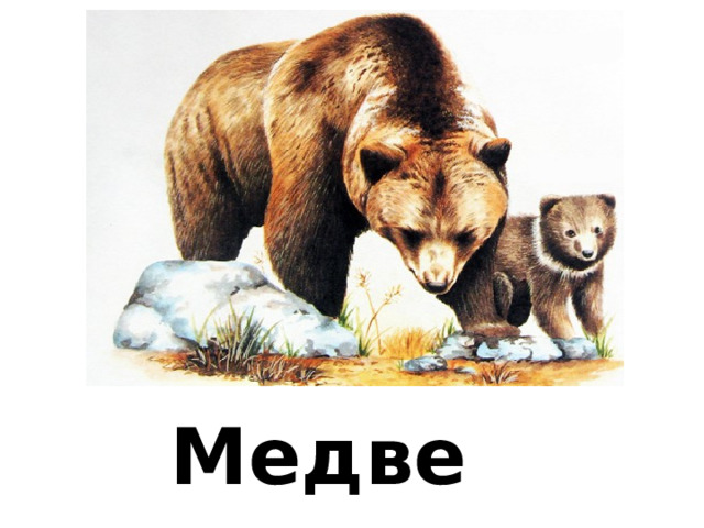 Медведь 