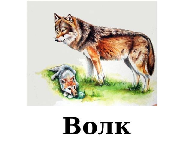  Волк 