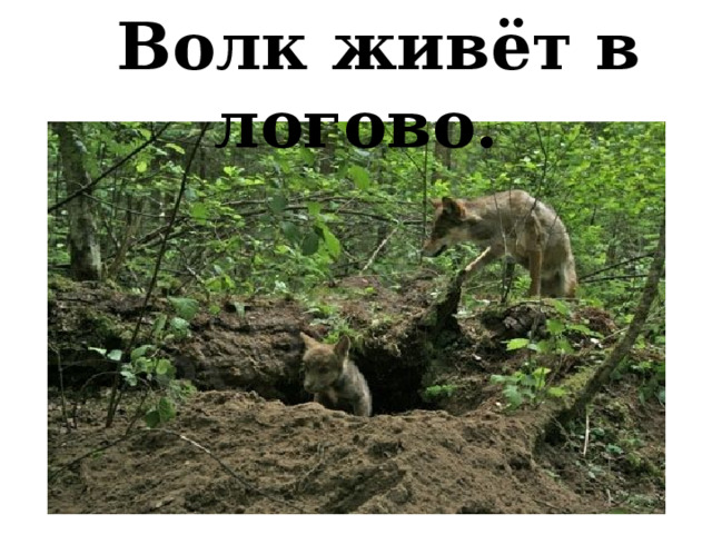  Волк живёт в логово. 