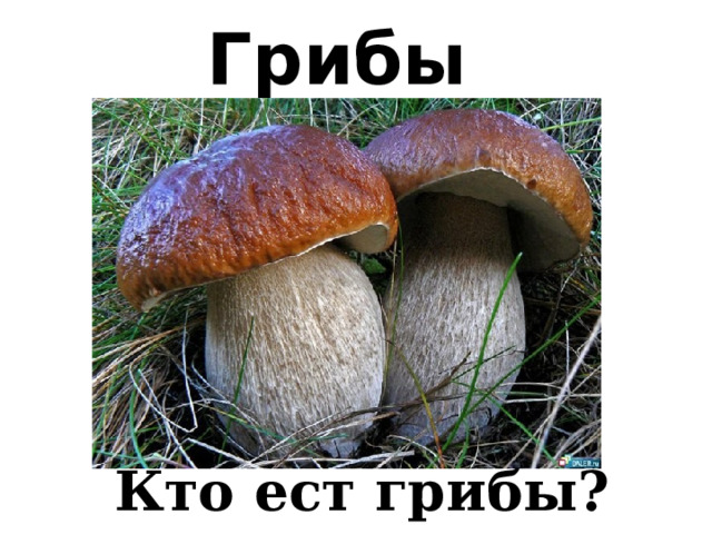 Грибы  Кто ест грибы? 