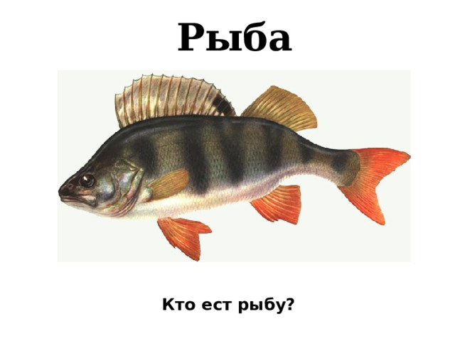 Рыба   Кто ест рыбу?   