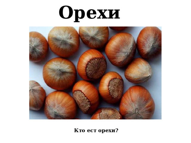 Орехи   Кто ест орехи?   