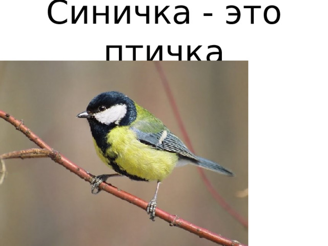 Синичка - это птичка 