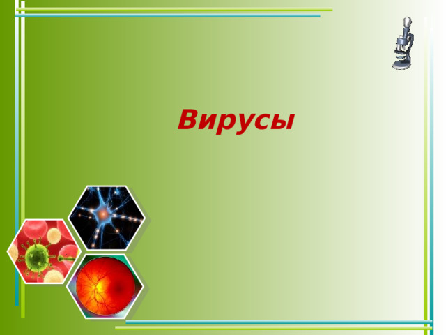  Вирусы    