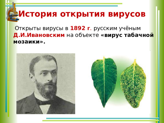 История открытия вирусов  Открыты вирусы в 1892 г . русским учёным Д.И.Ивановским на объекте  «вирус табачной мозаики». 