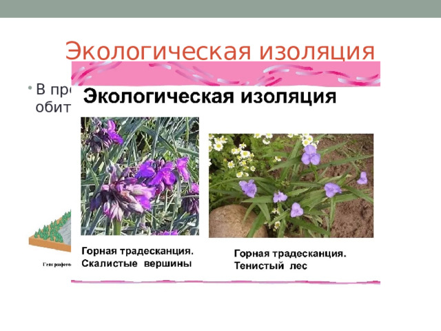 Экологическая изоляция В пределах одного ландшафта условия обитания разные. 