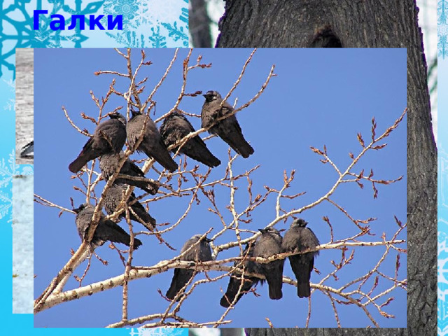 Галки 