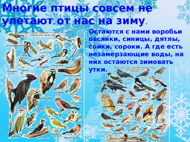 Многие птицы совсем не улетают от нас на зиму . Остаются с нами воробьи овсянки, синицы, дятлы, сойки, сороки. А где есть незамерзающие воды, на них остаются зимовать утки.    