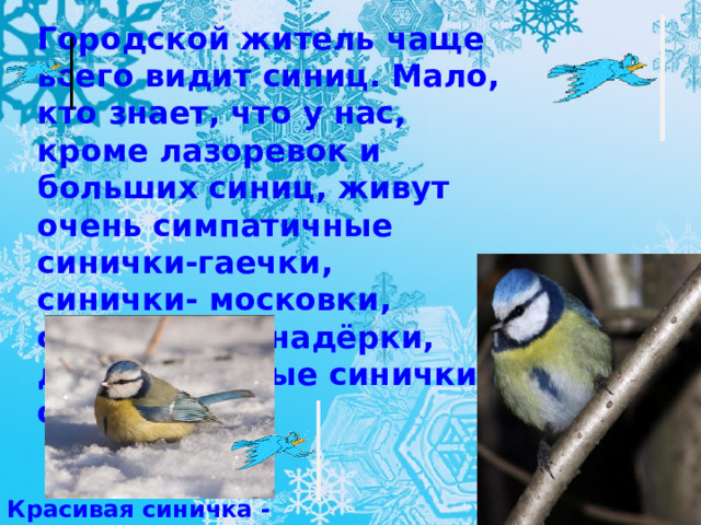 Городской житель чаще всего видит синиц. Мало, кто знает, что у нас, кроме лазоревок и больших синиц, живут очень симпатичные синички-гаечки, синички- московки, синички- гренадёрки, длиннохвостые синички-ополовники.   Красивая синичка - лазоревка  