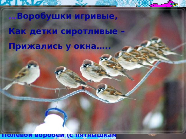 … Воробушки игривые, Как детки сиротливые – Прижались у окна….. Полевой воробей (с пятнышками - у домового их нет)  