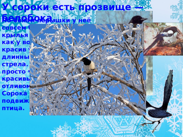 У сороки есть прозвище — белобока. По бокам перышки у неё совсем белые, а голова, крылья и хвост чёрные, как у вороны. Очень красив у сороки хвост — длинный, прямой, будто стрела. Перья на нем не просто чёрные, а с красивым зеленоватым отливом.  Сорока — ловкая, подвижная, суетливая птица. 
