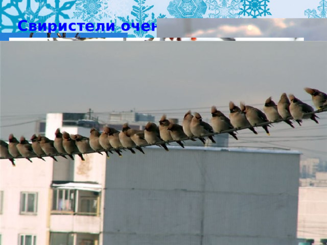 Свиристели очень нарядны  