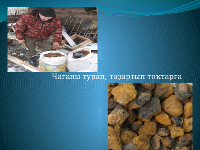 Чаганы турап, таҙартып тоҡтарға тултыралар 