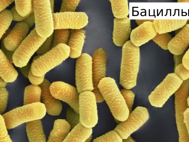 Бациллы 