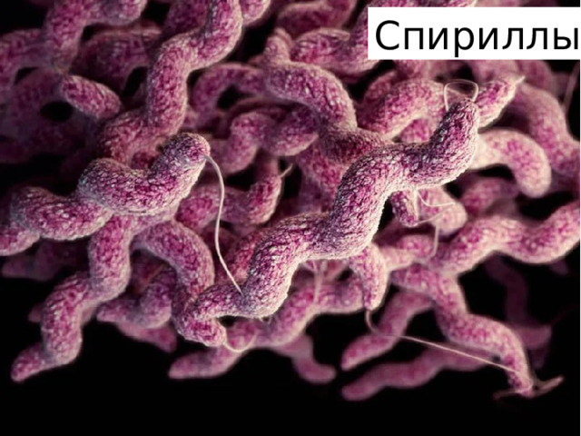Спириллы 