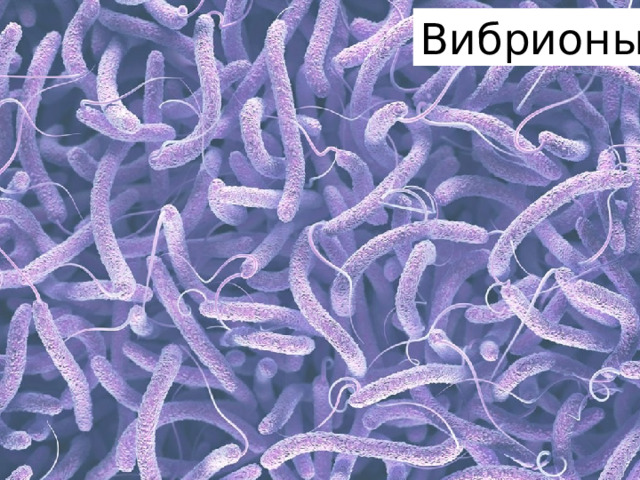 Вибрионы 