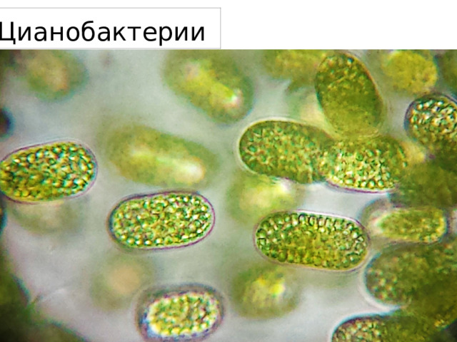 Цианобактерии  