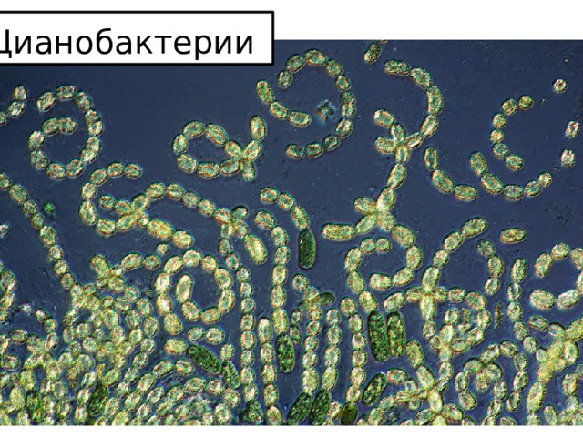 Цианобактерии  
