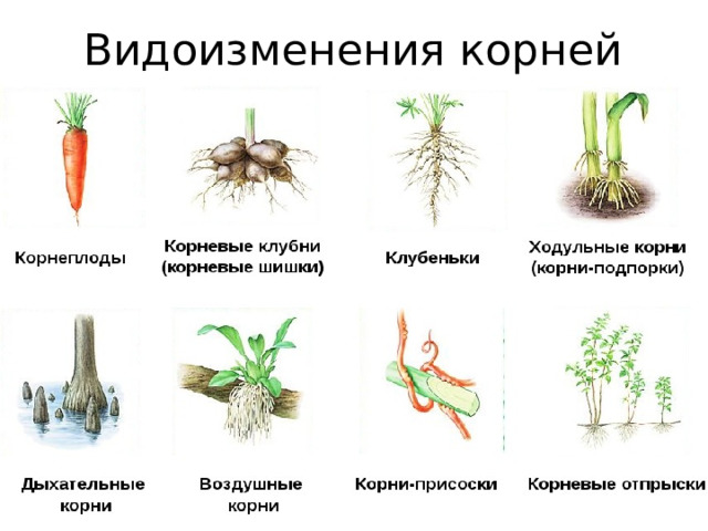 Видоизменения корней 
