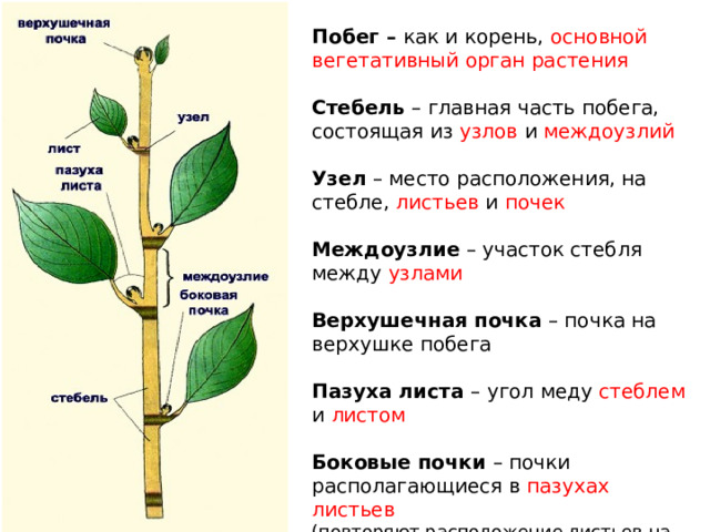 Побег – как и корень, основной вегетативный орган растения  Стебель – главная часть побега, состоящая из узлов и междоузлий Узел – место расположения, на стебле, листьев и почек Междоузлие – участок стебля между узлами Верхушечная почка – почка на верхушке побега Пазуха листа – угол меду стеблем и листом Боковые почки – почки располагающиеся в пазухах листьев (повторяют расположение листьев на побеге) 
