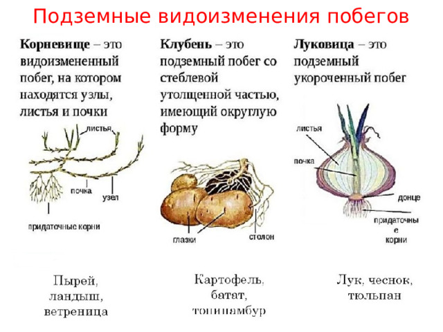 Подземные видоизменения побегов 