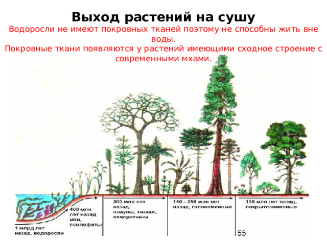 Выход растений на сушу Водоросли не имеют покровных тканей поэтому не способны жить вне воды. Покровные ткани появляются у растений имеющими сходное строение с современными мхами. 