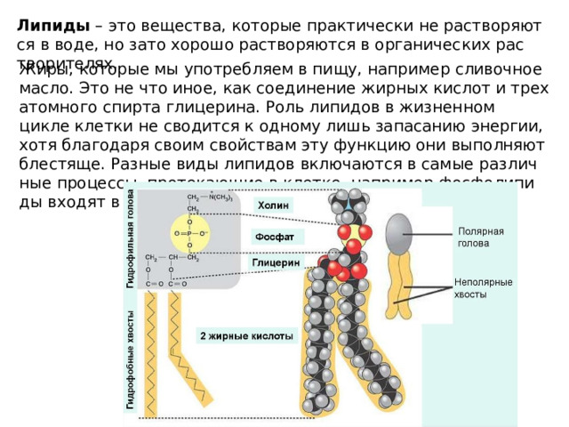 Ли­пи­ды – это ве­ще­ства, ко­то­рые прак­ти­че­ски не рас­тво­ря­ют­ся в воде, но зато хо­ро­шо рас­тво­ря­ют­ся в ор­га­ни­че­ских рас­тво­ри­те­лях. Жиры, ко­то­рые мы упо­треб­ля­ем в пищу, на­при­мер сли­воч­ное масло. Это не что иное, как со­еди­не­ние жир­ных кис­лот и трех­атом­но­го спир­та гли­це­ри­на. Роль ли­пи­дов в жиз­нен­ном цикле клет­ки не сво­дит­ся к од­но­му лишь за­па­са­нию энер­гии, хотя бла­го­да­ря своим свой­ствам эту функ­цию они вы­пол­ня­ют бле­стя­ще. Раз­ные виды ли­пи­дов вклю­ча­ют­ся в самые раз­лич­ные про­цес­сы, про­те­ка­ю­щие в клет­ке, на­при­мер фос­фо­ли­пи­ды входят в состав мембраны клетки. 