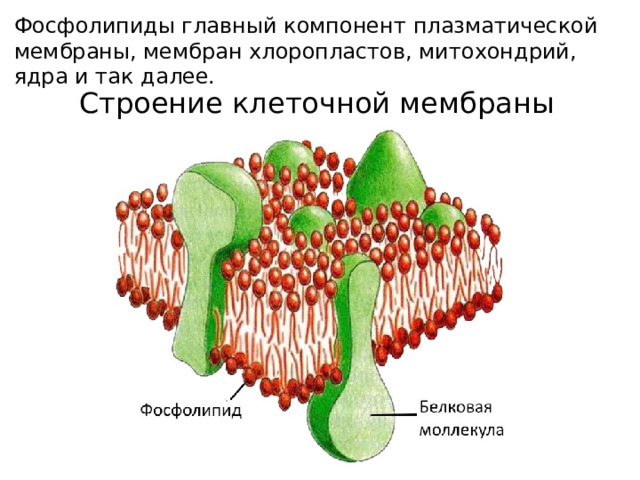 Фосфолипиды глав­ный ком­по­нент плаз­ма­ти­че­ской мем­бра­ны, мем­бран хло­ро­пла­стов, ми­то­хон­дрий, ядра и так далее. Строение клеточной мембраны 