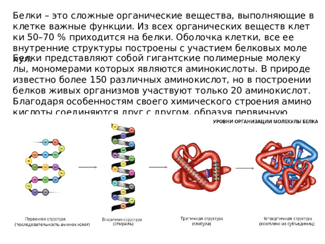 Белки – это слож­ные ор­га­ни­че­ские ве­ще­ства, вы­пол­ня­ю­щие в клет­ке важ­ные функ­ции. Из всех ор­га­ни­че­ских ве­ществ клет­ки 50–70 % при­хо­дит­ся на белки. Обо­лоч­ка клет­ки, все ее внут­рен­ние струк­ту­ры по­стро­е­ны с уча­сти­ем бел­ко­вых мо­ле­кул. Белки пред­став­ля­ют собой ги­гант­ские по­ли­мер­ные мо­ле­ку­лы, мо­но­ме­ра­ми ко­то­рых яв­ля­ют­ся ами­но­кис­ло­ты. В при­ро­де из­вест­но более 150 раз­лич­ных ами­но­кис­лот, но в по­стро­е­нии бел­ков живых ор­га­низ­мов участ­ву­ют толь­ко 20 аминокислот. Бла­го­да­ря осо­бен­но­стям сво­е­го хи­ми­че­ско­го стро­е­ния ами­но­кис­ло­ты со­еди­ня­ют­ся друг с дру­гом, об­ра­зуя пер­вич­ную струк­ту­ру белка. 