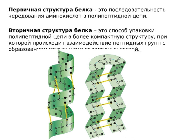 Первичная структура белка - это последовательность чередования аминокислот в полипептидной цепи. Вторичная структура белка – это способ упаковки полипептидной цепи в более компактную структуру, при которой происходит взаимодействие пептидных групп с образованием между ними водородных связей. 