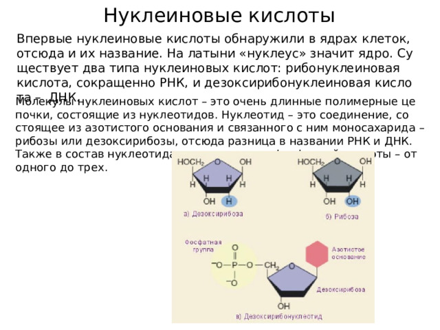 Нуклеиновые кислоты Впер­вые нук­ле­и­но­вые кис­ло­ты об­на­ру­жи­ли в ядрах кле­ток, от­сю­да и их на­зва­ние. На ла­ты­ни «нук­ле­ус» зна­чит ядро. Су­ще­ству­ет два типа нук­ле­и­но­вых кис­лот: ри­бо­ну­кле­и­но­вая кис­ло­та, со­кра­щен­но РНК, и дез­ок­си­ри­бо­ну­кле­и­но­вая кис­ло­та –  ДНК. Мо­ле­ку­лы нук­ле­и­но­вых кис­лот – это очень длин­ные по­ли­мер­ные це­поч­ки, со­сто­я­щие из нук­лео­ти­дов. Нук­лео­тид – это со­еди­не­ние, со­сто­я­щее из азо­ти­сто­го ос­но­ва­ния и свя­зан­но­го с ним мо­но­са­ха­ри­да – ри­бо­зы или дез­ок­си­ри­бо­зы, от­сю­да раз­ни­ца в на­зва­нии РНК и ДНК. Также в со­став нук­лео­ти­да вхо­дят оста­тки фос­фор­ной кис­ло­ты – от од­но­го до трех. 