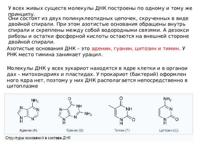 У всех живых су­ществ мо­ле­ку­лы ДНК по­стро­е­ны по од­но­му и тому же прин­ци­пу. Они со­сто­ят из двух по­ли­нук­лео­тид­ных це­по­чек, скру­чен­ных в виде двой­ной спи­ра­ли. При этом азо­ти­стые ос­но­ва­ния об­ра­ще­ны внутрь спи­ра­ли и скреп­ле­ны между собой во­до­род­ны­ми свя­зя­ми. А дез­ок­си­ри­бо­зы и остат­ки фос­фор­ной кис­ло­ты оста­ют­ся на внеш­ней сто­роне двой­ной спи­ра­ли. Азо­ти­стые ос­но­ва­ния ДНК – это аде­нин, гу­а­нин, ци­то­зин и тимин. У РНК место ти­ми­на за­ни­ма­ет ура­цил. Мо­ле­ку­лы ДНК у всех эу­ка­ри­от на­хо­дят­ся в ядре клет­ки и в ор­га­но­и­дах – ми­то­хон­дри­ях и пла­сти­дах. У про­ка­ри­от (бактерий) оформ­лен­но­го ядра нет, по­это­му у них ДНК распо­ла­га­ет­ся непо­сред­ствен­но в ци­то­плаз­ме 