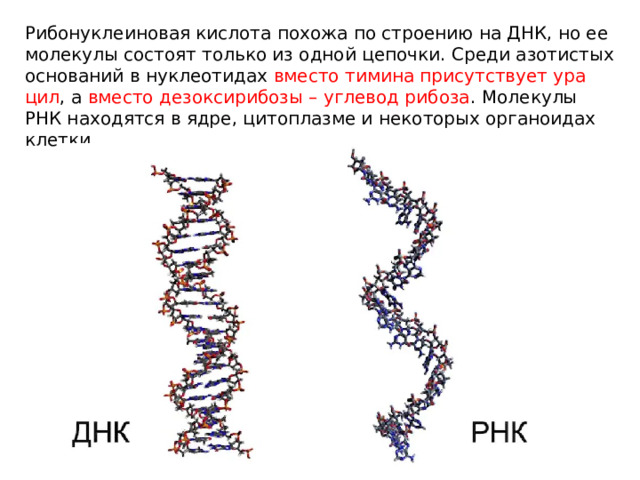 Ри­бо­ну­кле­и­но­вая кис­ло­та по­хо­жа по стро­е­нию на ДНК, но ее мо­ле­ку­лы со­сто­ят толь­ко из одной це­поч­ки. Среди азо­ти­стых ос­но­ва­ний в нук­лео­ти­дах вме­сто ти­ми­на при­сут­ству­ет ура­цил , а вме­сто дез­ок­си­ри­бо­зы – уг­ле­вод ри­бо­за . Мо­ле­ку­лы РНК на­хо­дят­ся в ядре, ци­то­плаз­ме и неко­то­рых ор­га­но­и­дах клет­ки. 