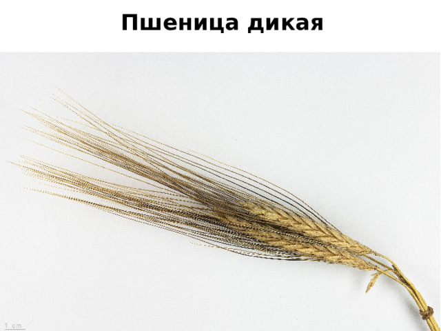 Пшеница дикая 