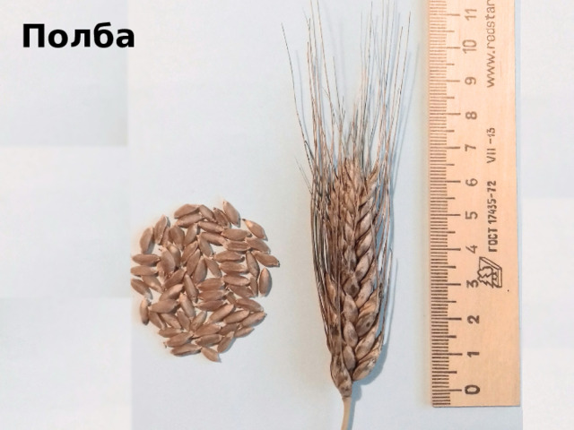 Полба 