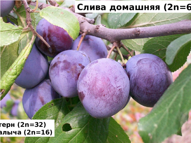 Слива домашняя (2n=64)  терн (2n=32) алыча (2n=16) 