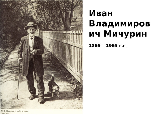 Иван Владимирович Мичурин  1855 – 1955 г.г.  