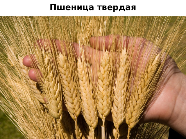 Пшеница твердая 