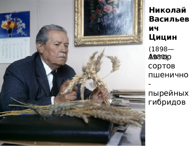 Николай Васильевич Цицин  (1898—1980) Автор сортов пшенично-пырейных гибридов 