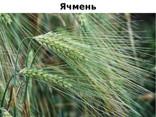 Ячмень 