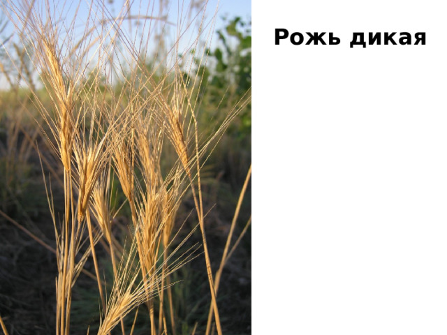 Рожь дикая 